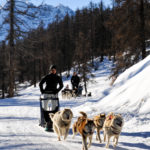 Chien de traineaux Vars Hautes Alpes Eyssina Mush and co hiver randonnées Alpes