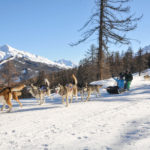 Chien de traineaux Vars Hautes Alpes Mush and co hiver randonnées ballades Alpes