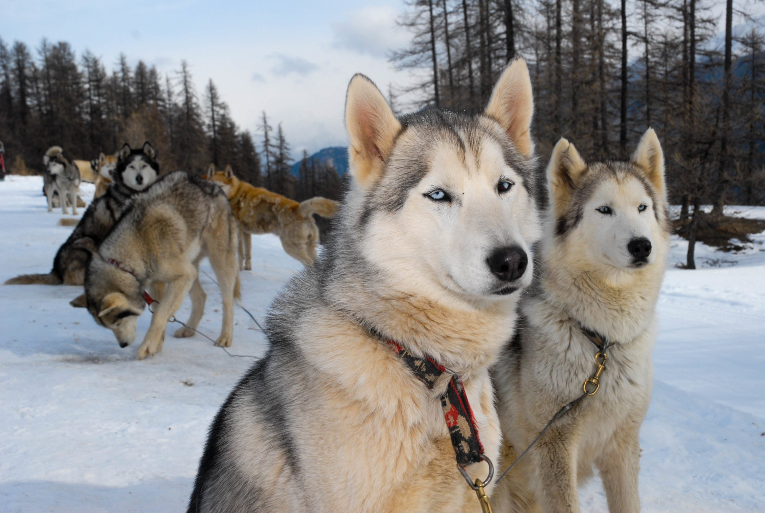 Mush And Co - Chiens de traineaux à Vars - Hiver u0026 Été