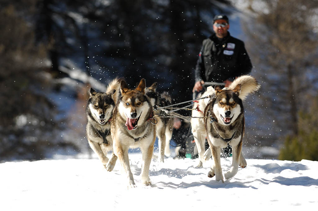 Mush And Co - Chiens de traineaux à Vars - Hiver u0026 Été