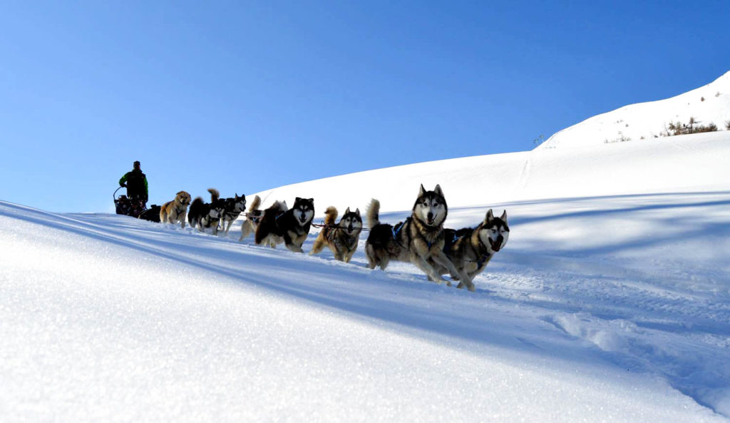 Chiens de traîneau dans la neige fraîche à Vars, Hautes-Alpes