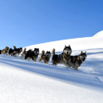 sleigh dogs Vars south Alps Mush and co hiver freeride ballades Alpes