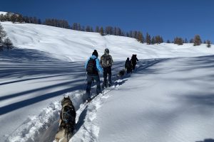 Cani-raquette dans les Hautes-Alpes Sortie cani-raquette à Vars avec Mush & Co